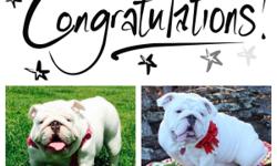 Queen City Bulldogs would like to congratulate Coco Cortes and Mr. Koko on their beautiful liter of 7! &nbsp;We would like to celebrate by inviting you to Lucky Dog Bark and Brew on
Saturday July 16th at 6pm-8pm at Charlotte location 2220 Thrift Rd