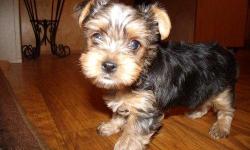 hi i do have a male and female puppies to give yorkie puppies to give out for more details Text via ::::(201) 285-4037