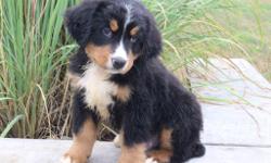 Meet Quin! He is a charming tri-color male AKC Bernese Mountain Dog! This little one is affectionate, loves to play and take walks to the park. He was born on&nbsp;June&nbsp;3, 2016. His mom&nbsp;weighs&nbsp;85 lbs and is AKC registered. His dad weighs 95