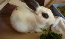 I am moving out of state by the end of this year and need to find my rabbit a good home with someone who is a bunny lover and who can provide him with plenty of space for running.
My rabbit's name is Diego. He is a neutered male, he is microchipped, and