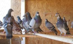 ****Beautiful Racing Pigeons & Messenger Pigeons for Sale****
Only a few Racer Pigeons are available so hurry they wont last..
Champions Bloodline (Janssen, Waterhouse and Van Reet Bloodlines)
NOTE: Pedigrees available for an extra $$$!!!
600+MIles birds
