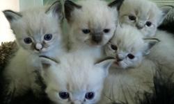 Ragdoll kittens for sale; one colorpoint blue Lynx female and two blue Lynx males with mitts. &nbsp;Will be ready to go to new homes by July 28th. &nbsp;Will have first shots and be&nbsp;wormed twice. &nbsp;Already eating kitten food and using litter box.