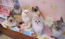 Hi, This is Francy & we have been raising the most beautiful Ragdoll, Persian & Himalayan kittens in the world at our 4-Star Cattery in Lafayette Louisiana since 1978. www.CatsByFrancy.com is our website for pictures, ages, colors, prices, Champion