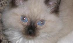 We currently have one 9 week old male seal point Ragdoll available. He is vaccinated, dewormed, litter trained, and well socialized wih other cats, dogs, and children. Visit www.rileysragdolls.com for more information.