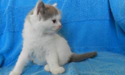 Ragdoll kittens - TICA REG Raised in home to be loving pets. Vaccinated -Minks - Cho, blue, seal pt. mitted, tortie, and bi colored. Deposit for reservation. Contract and instruction for care. Available June and July. No shipping.