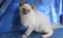 REDUCED! Two kittens left one blue-point mitted male and one seal mink mitted female. They are getting there beautiful winter coats. 14 weeks old. TICA registered, wormed first set of shots/wormer.
Only two leftCheck out my website at