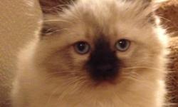Beautiful TICA Registered, family raised Ragdoll kittens. &nbsp;All kittens vaccinated with&nbsp;two year health guarantee. Males and females available&nbsp;today!&nbsp;$200-$500. Details on our Website - www.sugarbabydolls.com or call or text
