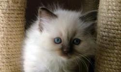 Seal point Ragdoll Kittens.
Will be Ready for Good Homes Only By April 25th. Indoor only! they are vey Docile and can not fight off predators... mild-mannered, and congenial, Rag-dolls make ideal indoor companions. One of the nicest features of these cats