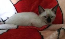 12 week old ragdoll kittens, both are female, litter trained