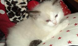 TICA PAPERED 2 MALES AND 2 FEMALES--RAGDOLLS. BEAUTIFULL LOYAL COMPANIONS. RAISED IN A SMALL HOME ATMOSPHERE. FIRST SHOTS AND WELL KITTEN CHECKUPS AND GOOD HEALTH PAPERS FROM ME. CALL FOR MORE INFO. (208)888-7625