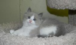 We have the beautiful ragdoll kittens along with the ultra soft and rare mink ragdoll kittens raiesed in our home underfoot with lots of TLC before ever leaving our home see our website for kitten availability www.rustsragdolls.com 1---