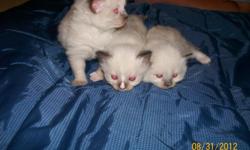 We have a litter of seal colored Ragdoll kittens for sale. There are 3 females and 2 males and they were born on August 9th. We are currently accepting deposits on these adorable babies. Visit www.rileysragdolls.com for pictures and more information.
