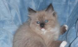 We have the beautiful blue eyed ragdoll kittens along with the ultra soft and&nbsp;rare mink ragdoll kittens raised in our home with lots of TLC full health guarantee shipping available see our website for kittens available www.rustsragdolls.com or call
