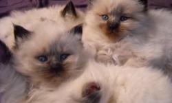 Purebred Ragdoll Kittens Ready to go December 18th.
Two Sable Point males and Lilac point female still available. Beautiful bunny soft bright blue eyed babies. Currently taking deposits to hold for the holidays. Both parents on Premises. Kittens will have