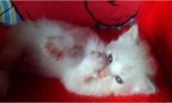 both parents Ragdoll Manx BOBTAIL &nbsp;hi breds white with blue eyes / chinchilla markings/extra toes / here are some of the kittens RAGDOLL MANX BOBTAIL EXTRA TOES POLYDACTYL .. they will be ready to go this week.. 1rst. shots, weaned to soft canned