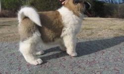 raised as part of a family AKITA PUPPIES......Text me using the number bellow&nbsp; for detail and pictures of the puppies Text me at: () -