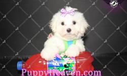 Rapunzel is probably the cutest Teacup Maltese Puppy in whole Las Vegas, Henderson, Reno - if not Nevada - if &nbsp;not the whole world. She is so sweet and loving and just loves to cuddle in your arms. Her smart eyes are sure to melt your heart and make