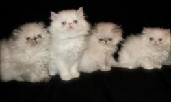 ONLY 2 LEFT!! Our beautiful and purr-fect blue-eyed white babies are ready for their new homes. These kittens are VERY Spoiled! Have run of the home and sleep with us!! CFA Grand Champion Pedigree! Breeder 31 years, CFA Cattery of Excellence. Health