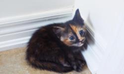 We have a beautiful half Siamese kitten!
She is an ORANGE-BLACK Calico-Siamese mix with BLUE eyes and a smile on her face. She is lovely, cuddly, and curious little being. Uncommon in Calico cats, our beauty inherited blue eyes and friendly disposition