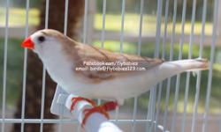 This extraordinary "Penguin Zebra Finch" cannot be found anywhere else in the United States. &nbsp;If a breeder has them, they are being horded. &nbsp;We have the only known flock in the whole country. &nbsp;
&nbsp;
We deliver anywhere in the USA.
&nbsp;