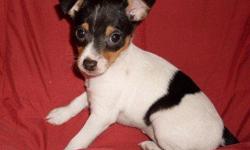 Rat Terrier, Mini, apricot & white, 4 months old. His owner leaving home for college and can't take her little buddy with her. This little guy answers to the name Romeo, and is a little ball of energy who loves to play all day, then will cuddle with you