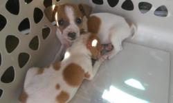 I have a boy and a female rat terrier mix puppies for sale both white and brown both under 8 pounds each there only a few months old and they have not had any of there shots there very sweet little puppies who are needing there forever home if interested