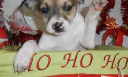 ~*~OPEN 7 DAYS~*~Credit Cards Welcome. BEST Guarantees. Visitors Welcome: Hug-A-Pup "THE PUPPY SPECIALIST" 4950 W. Irving Park Rd. Chicago,Il. 60641...( JUST OFF 90/94 ) Please Call: "Susan" -- or" --. Gorgeous Toy Rat Terrier puppies. Extremely