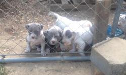 Beautiful well tempered pups. Will make great family pets. Serious inquiries only. 601-668-6018