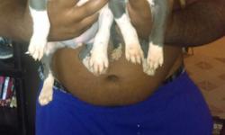 I have 4 beautiful gray/white bully puppies for sale they already been dewormed and they have they first shot I had 9 puppies now I got 4 left they .if interested contact me.thank you