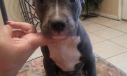I have 3 female blue and white ADBA registered blue pitbull pups,these babies are ready to go to there new home there bloodline consist of watchdog and old school razor edge, don't miss out these pups will grow to be awsome dogs.they will come with all