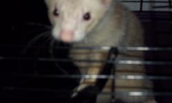 i have a 2 1/2 yr old blonde ferret named franky thats so sweet, neutered and descented... he comes w/ a 4 ft tall cage that has wheels that are removable,food bowl,water bottle,food,treats,harness w/ adjustable 8ft leash,litter box and scooper,bag of