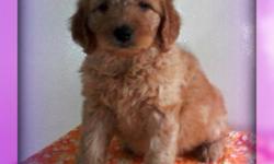 Want someone that would make you smile? If so, then Hi, I'm Reba! The sweet, lovable Female Miniature Goldendoodle! I'm as sweet as can be! I was born on March 22nd, 2014 from a 45lb mom and 14lb dad! People seem to really like me for my name, my soft,