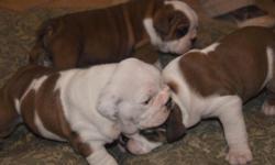We are proud to have three adorable Bulldog Boys for sale. They are ready to go to their new homes now. They are KC registered with 5 generation pedigree, have had their first vaccination, have been vet checked, flead and wormed up to date.They will also