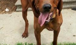 I have&nbsp;a AKC Red Bone Coon hound for sale.&nbsp; He is a coming 2 year old.
Call - 660-651-2400