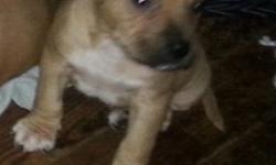 ADBA REGISTERED PIT BULL PUPPIES FOR SALE 1st set of shots,wormed ready for a good home...