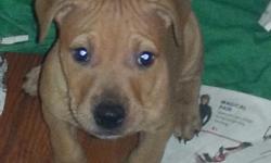 ADBA REGISTERED PIT BULL PUPPIES FOR SALE 1st set of shots,wormed