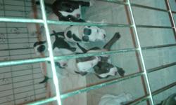 I have 2 Female Puppies and 2 boys there almost all gone hurry. There about 7 weeks old, they are already eating dry dog food. They do need there shots. The mom has American,Lylac and Blue nose pit. The daddy is full Blooded Rednose pit.