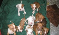 Purebred Rednose Pitbull Puppies
4 Males and 5 Females
Sire and Dam on site, both are UKC registered. In order to deter fighters/breeders this litter will not come with papers. However each pup will come with their first vaccinations as well as bi-weekly