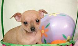 Litter of CKC Registered (Apple Head) Toy Chihuahua?s. Puppies were born on Feb. 23, 2011 and will be ready to go to their new homes on April 6, 2011. All puppies are raised in our home and well socialized with people. Sire is an CKC / AKC Registered toy