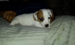 Reg. Jack Russell puppies &nbsp; Tails, dew claws done, first set shots &nbsp;
Please call 602-377-6856
