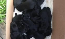 AKC Black Lab Puppies, males and females, $350 each, parents on premises, born Sept 1st