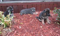 We have three german shepherd puppies, registered akc, we have mother and father, The male is a blue or sable which is gray and brown, the two females are brown and tan. German blood lines, parents are show and working blood lines, 6 weeks 0ld, wormed and