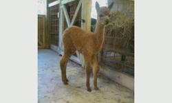 Farm Relocating Sale.Reg females $500 &Reg males $150&nbsp; Beautiful Alpacas! All have excellent bloodlines with many ribbion winners.No old ones here! Email triple7alpacafarm@yahoo.com for more info or to schedule a farm visit.Located in Cassadaga, NY