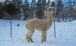 Farm relocating sale.Reg females $500 and Reg males $150 Beautiful Alpacas! Excellent bloodlines with many ribbion winners.Email triple7alpacafarm@yahoo.com for more info or to set up a farm visit.No old ones here! We have 40 on our farm.Great way to get