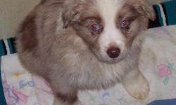 I have some very nice red merle aussie pups available now at 8 weeks or for $100 deposit can hold until just before Christmas. These are very nice pups from working mother and AKC champion bloodline sire. Nice temperments and up-to-date on vaccines and