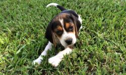Adorable Male Beagle Puppy. Both parents on premises. First shots and wormed (936)554-3430 for pics and more info