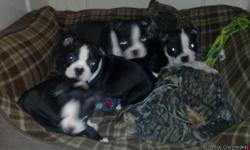 I have 2 males and 1 female left. Can send pics of parents and pups if interested. They were born May 19th 2014. Call or tex 918-694-0523 puppies are already potty pad trained and eating solid food.... I'm located in claremore/Chelsea area....