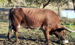 Registered Longhorn Cattle:
1. Bull - Ferdinand II
Born: 12-7-2005
International Texas Longhorn Assoc. Registry # 249911
2. Cow - Allie-6 (Nickname -Suzie-Q)
Born: 11-16-2006
Texas Longhorn breeders Assoc. of America TLBAA # C247853
3. Calf - Bull - Lil