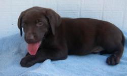 We are offering for sale these beautiful 10-week old chocolate Labrador Retriever Puppies.&nbsp; Males sell for $500 and females sell for $550.&nbsp; They are up to date on shots and worming, they are micro-chipped, they have been health checked by our