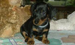Beautiful dachshund puppies! Home raised, I have 3 males left. They are black and tan short hair, they are paper trained, and vaccinated. ACA registered, very loving and socialized, great dispositions. Reduced price for a short time. Early Christmas